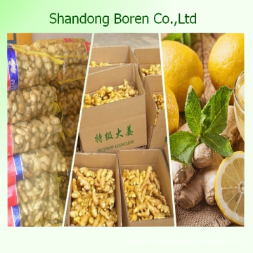 2015 Chinese Fresh Ginger Wholesale